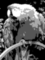 Grayscale 2bit palette sample image
